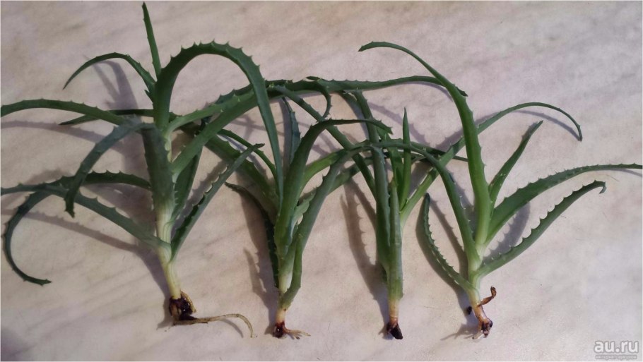 Алоэ Вера черенок