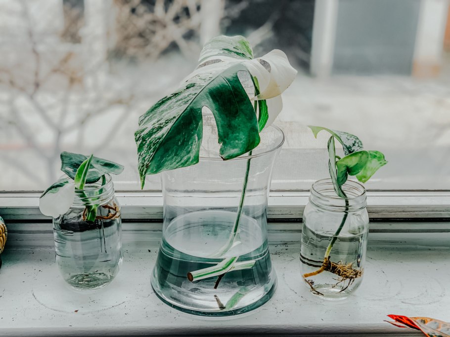 Рисунки акварель растение с корнем