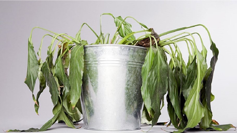 Толстянка Крассула черенок