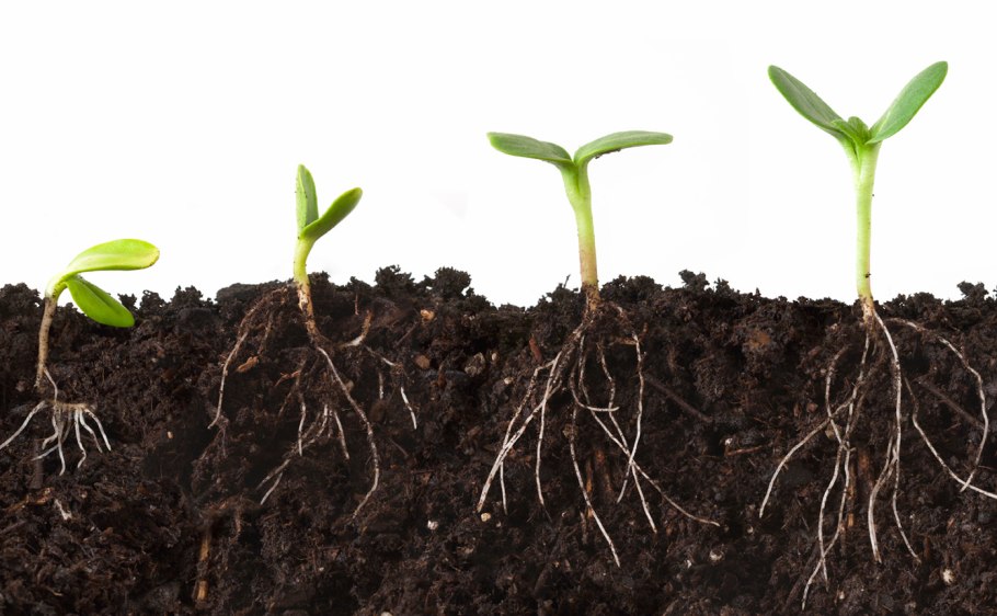 Прорастание корней