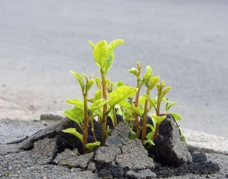 Росток пробивается сквозь асфальт
