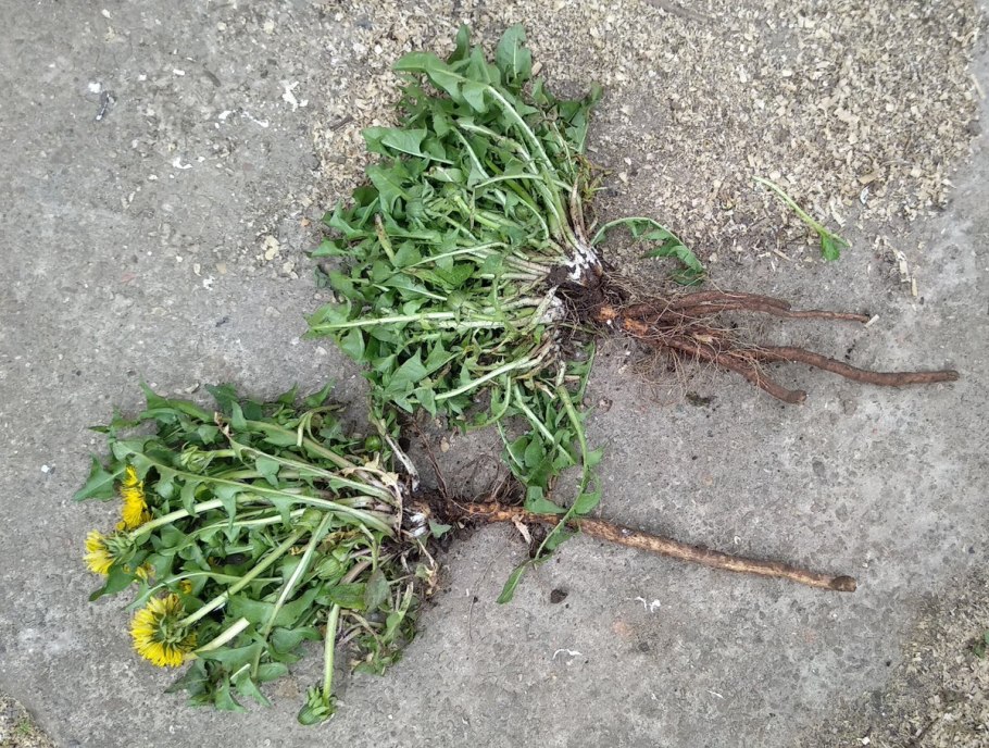 Одуванчик корень (250гр)