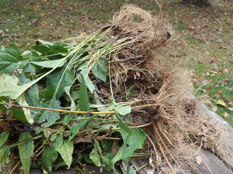 Засохшее растение