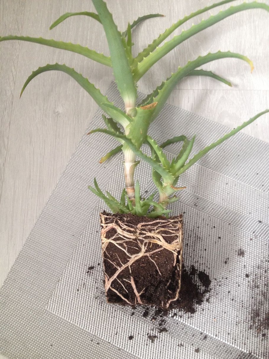 Цветок спатифиллум пересадка