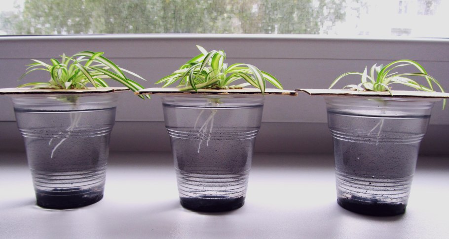 Груша проростки