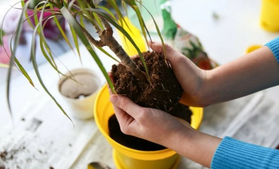 Корни растений дышат