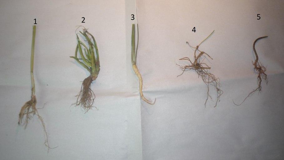 Тилландсия уснеевидная во флорариум