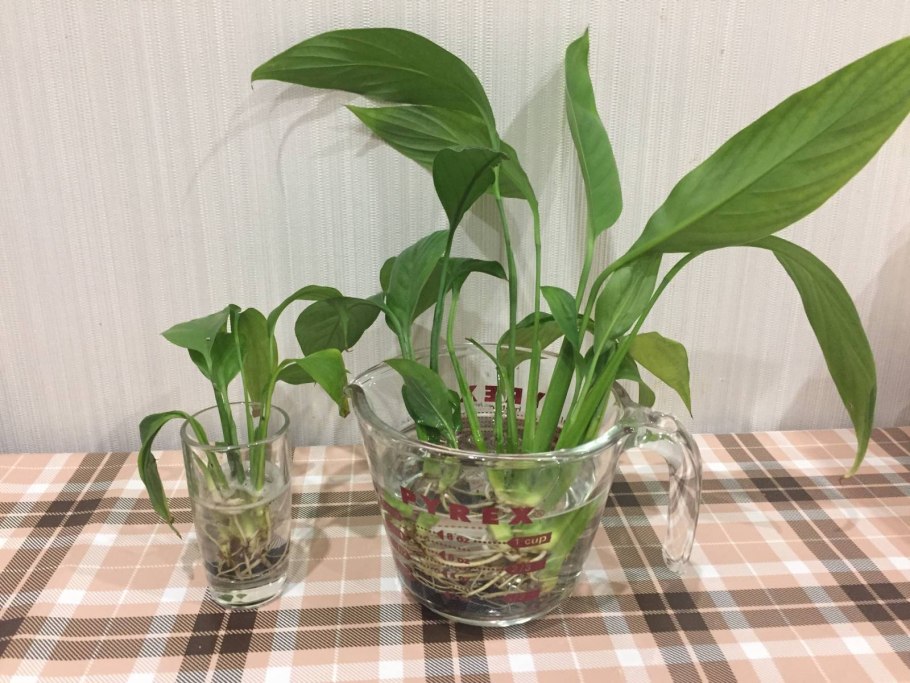 Цветок Канны корневища