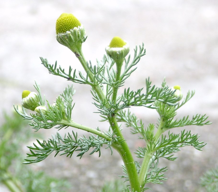 Matricaria matricarioides венчик