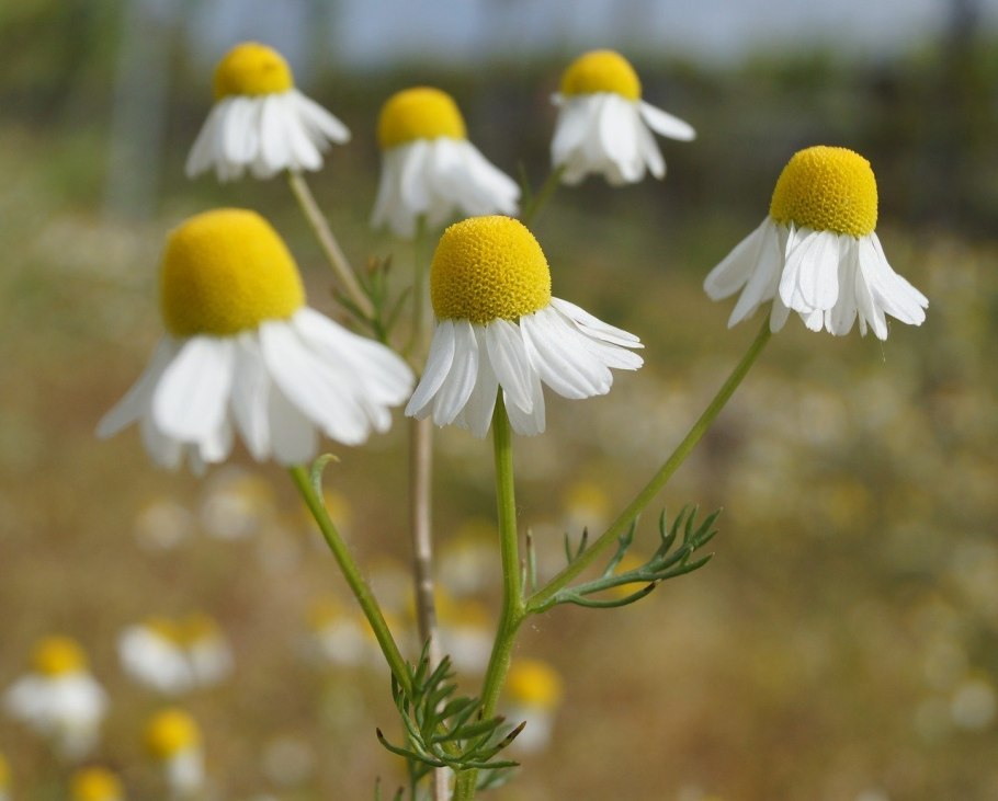 Matricaria matricarioides – Ромашка пахучая