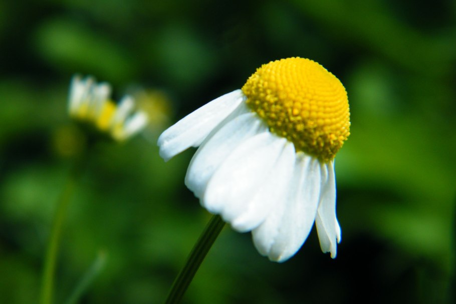 Matricaria Chamomilla