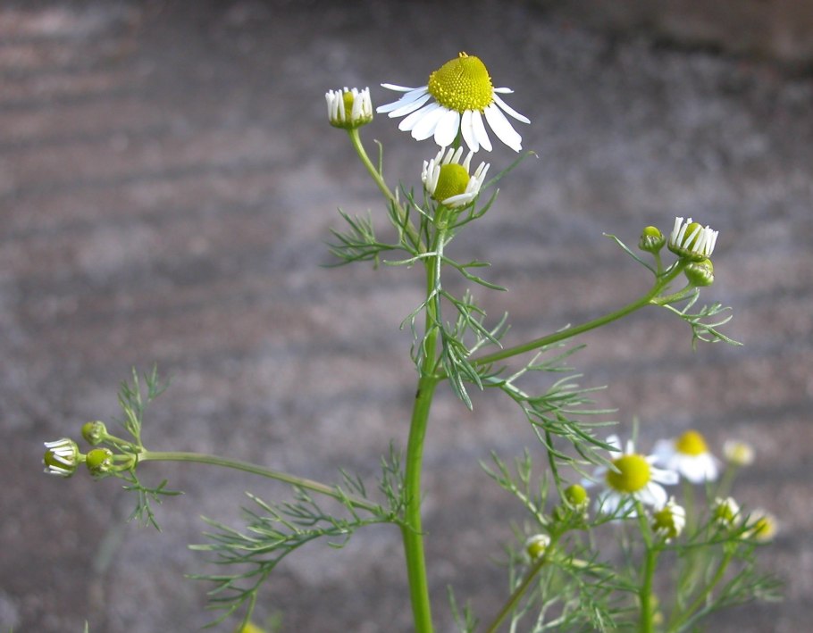 Matricaria Chamomilla Ромашка лекарственная
