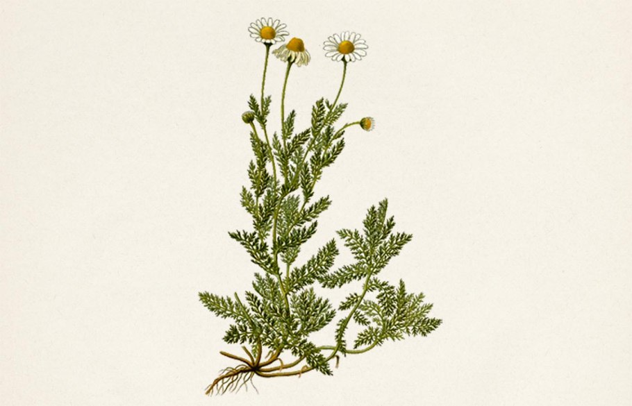 Chamomilla recutita