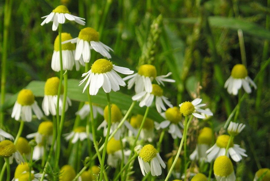 Matricaria matricarioides – Ромашка пахучая