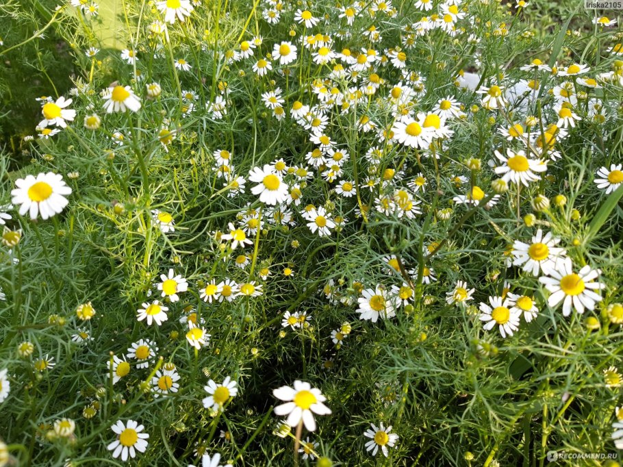 Ромашка аптечная (Matricaria Chamomilla)