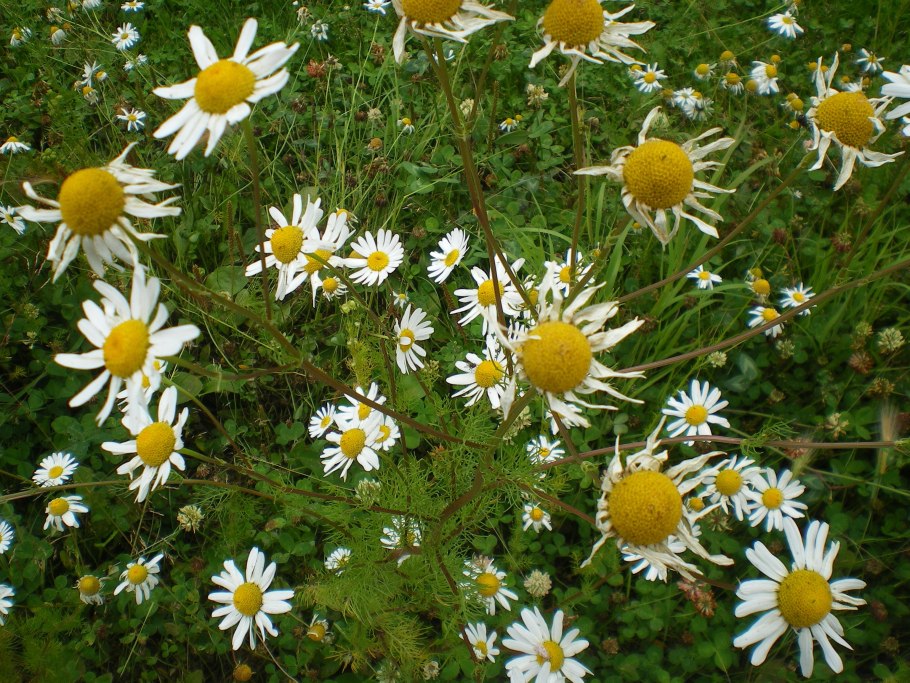 Matricaria recutita