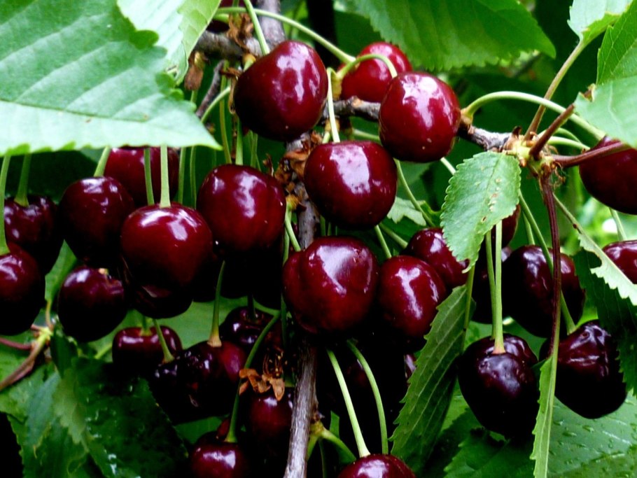 Вишня Новоселецкая