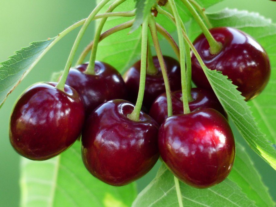 Вишня Prunus