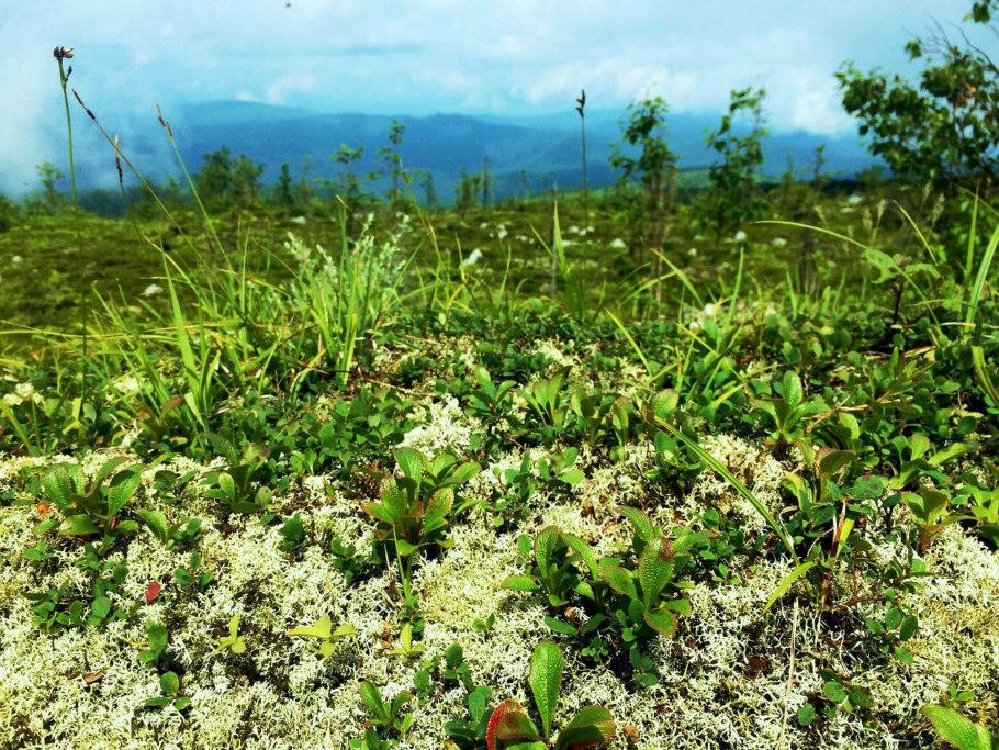 Висимский биосферный заповедник