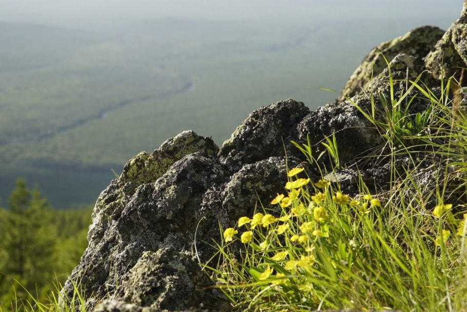 Эндемики заповедник Денежкин камень