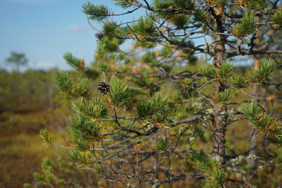 Висимский заповедник и «Денежкин камень»