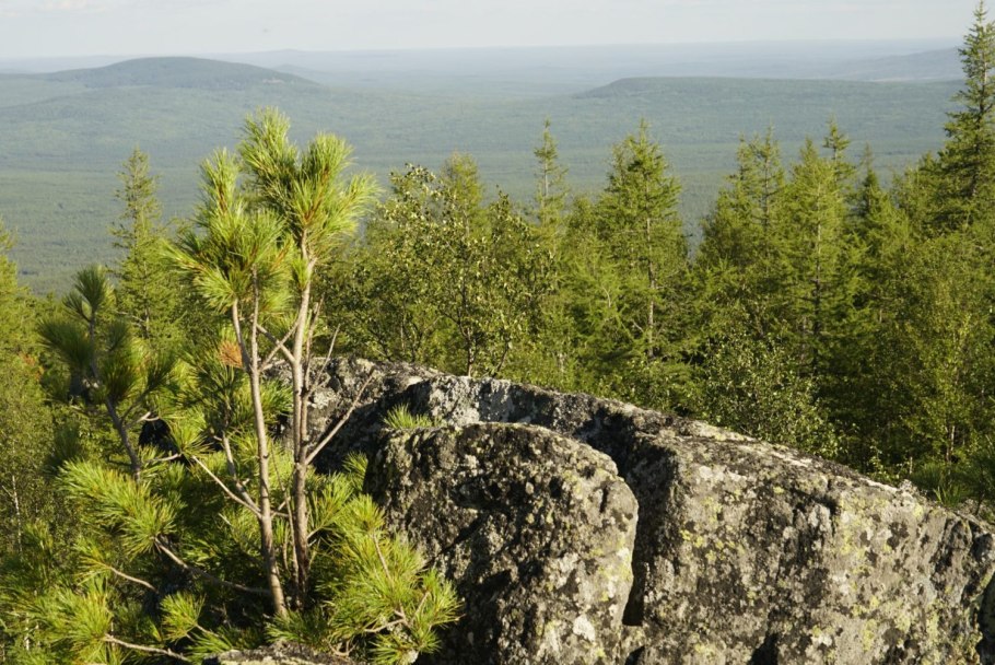 Шиверекия Горная