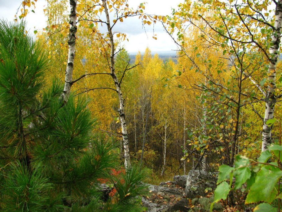 Эрантис Сибирский