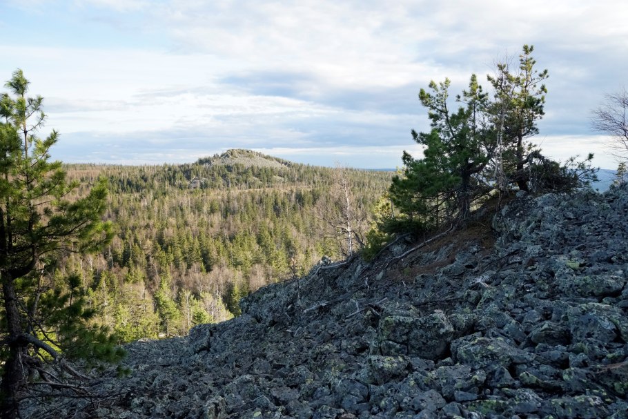 Клюква Болотная цветок