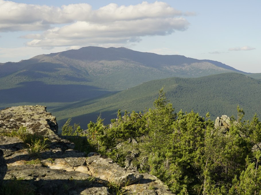 Астра Альпийская на Байкале