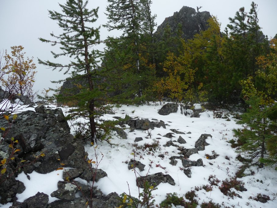 Калипсо луковичная заповедника Басеги