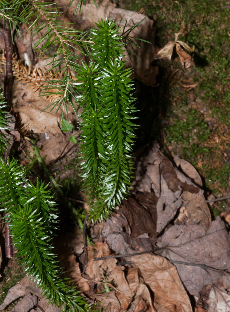 Олёкминский заповедник Флора