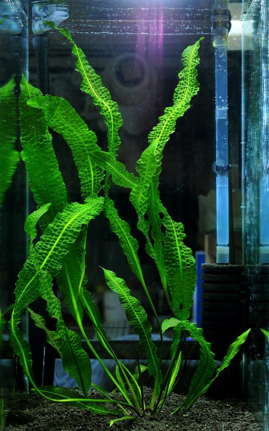 Криптокорина Эхинодорус