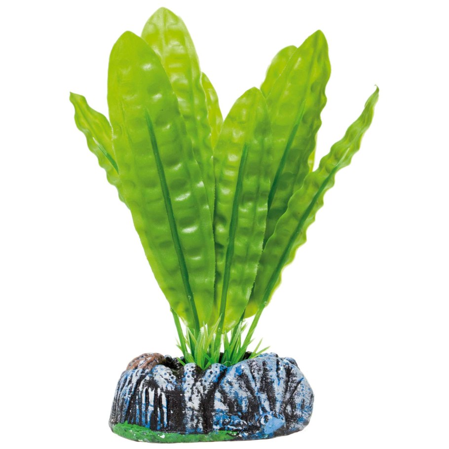 Aponogeton longiplumulosus