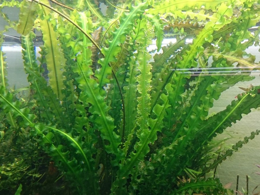 Апоногетон курчавый