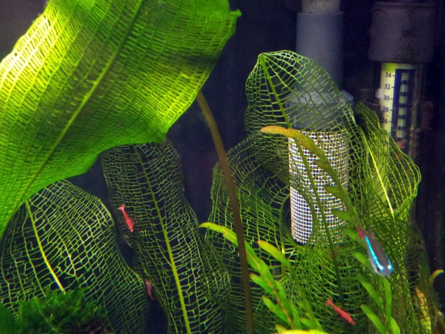 Эхинодорус нежный аквариумное