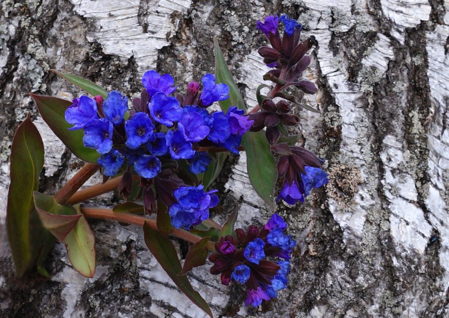 Медуница дерево медуницы