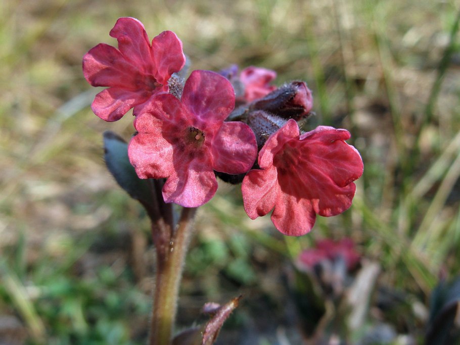 Медуница неясная Pulmonaria Obscura