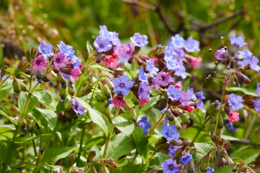 Медуница мягонькая