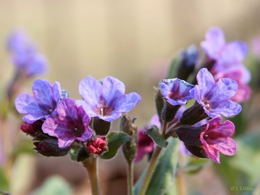 Медуница темная