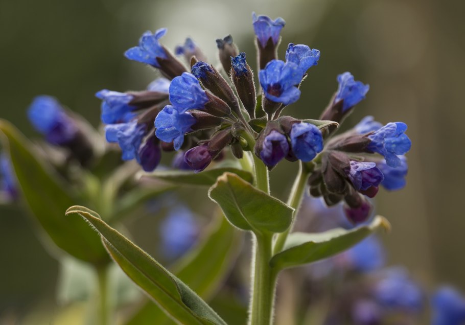 Pulmonaria longifolia