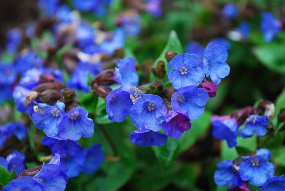 Медуница Лесная цветок