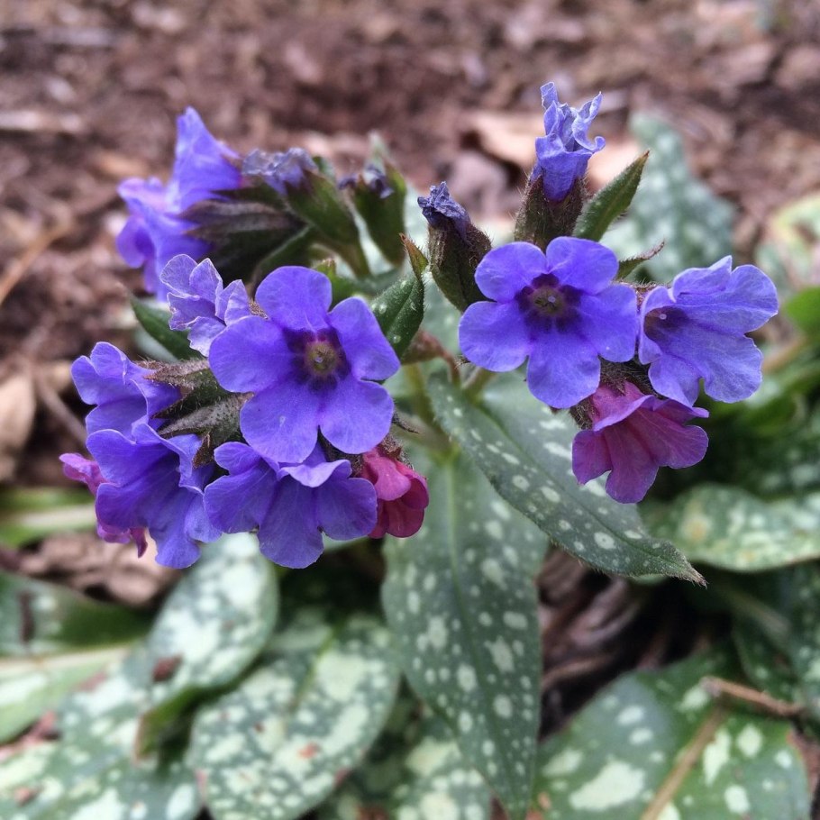 Трава Медуница семена