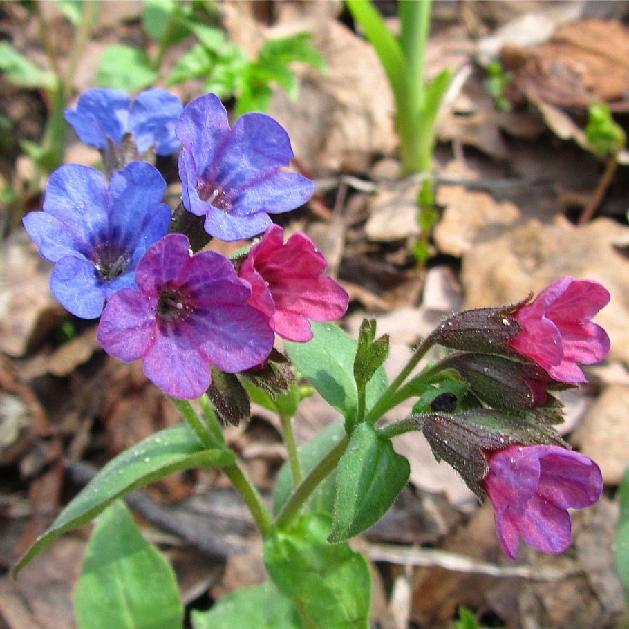 Медуница Лесная цветок