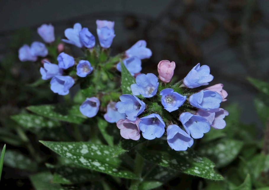 Медуница Пульмонария