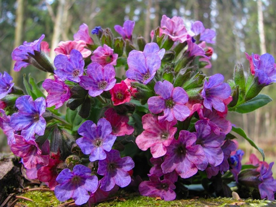 Медуница Болотная