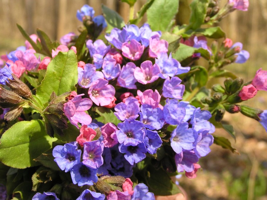 Медуница растение