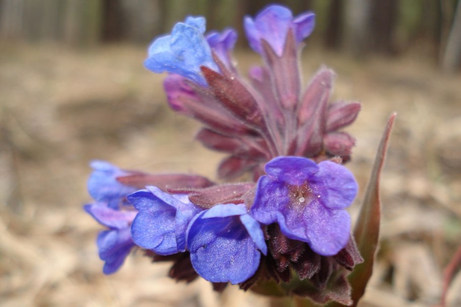 Медуница Полевая