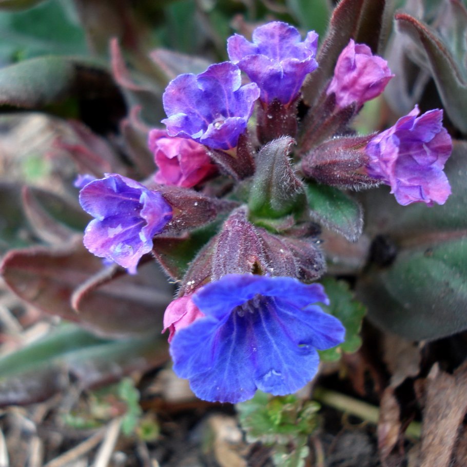 Медуница сахарная 'Mrs Moon'