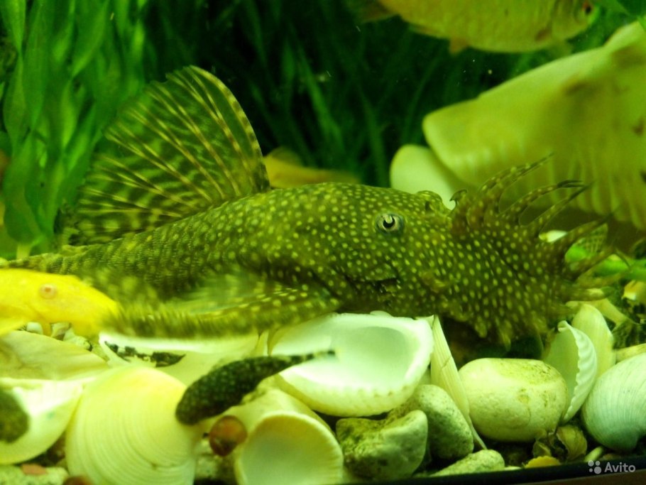 Отоцинклюс мальки