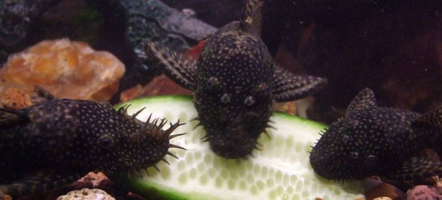 Анциструс обыкновенный таракатум